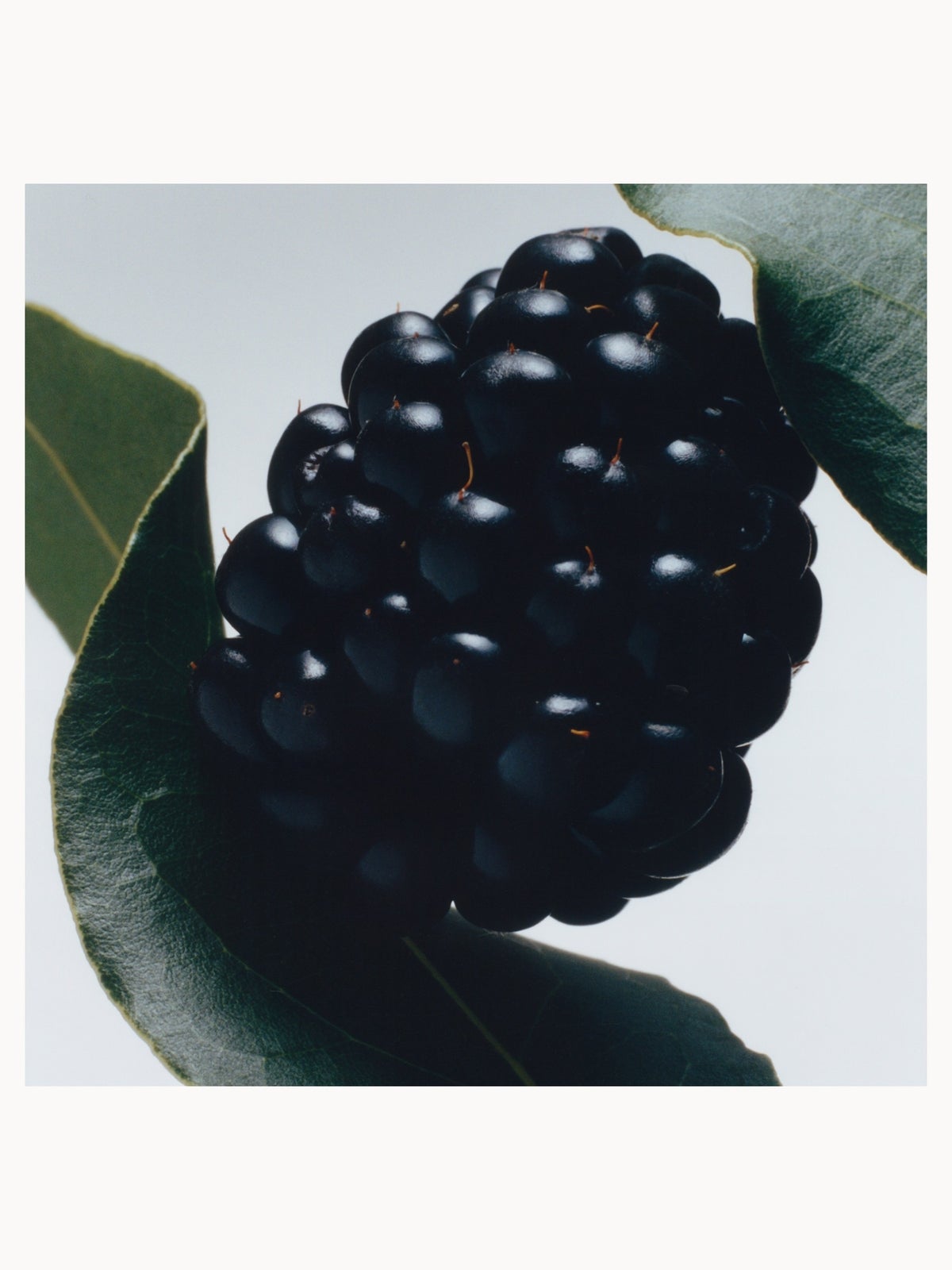 Jo Malone London Blackberry & Bay Body Crème 175ml 4
