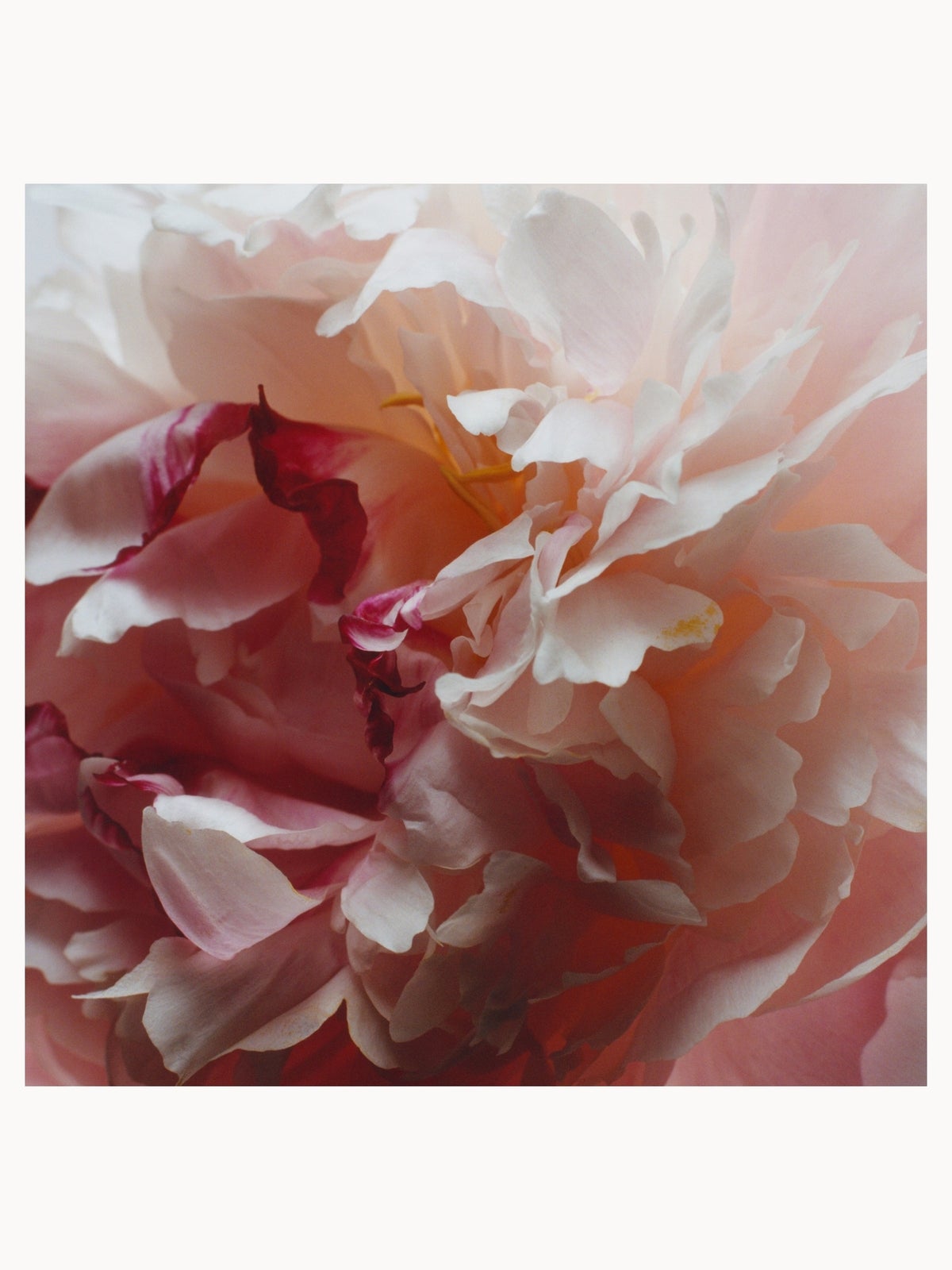 Jo Malone London Peony & Blush Suede Body Crème 175ml 4