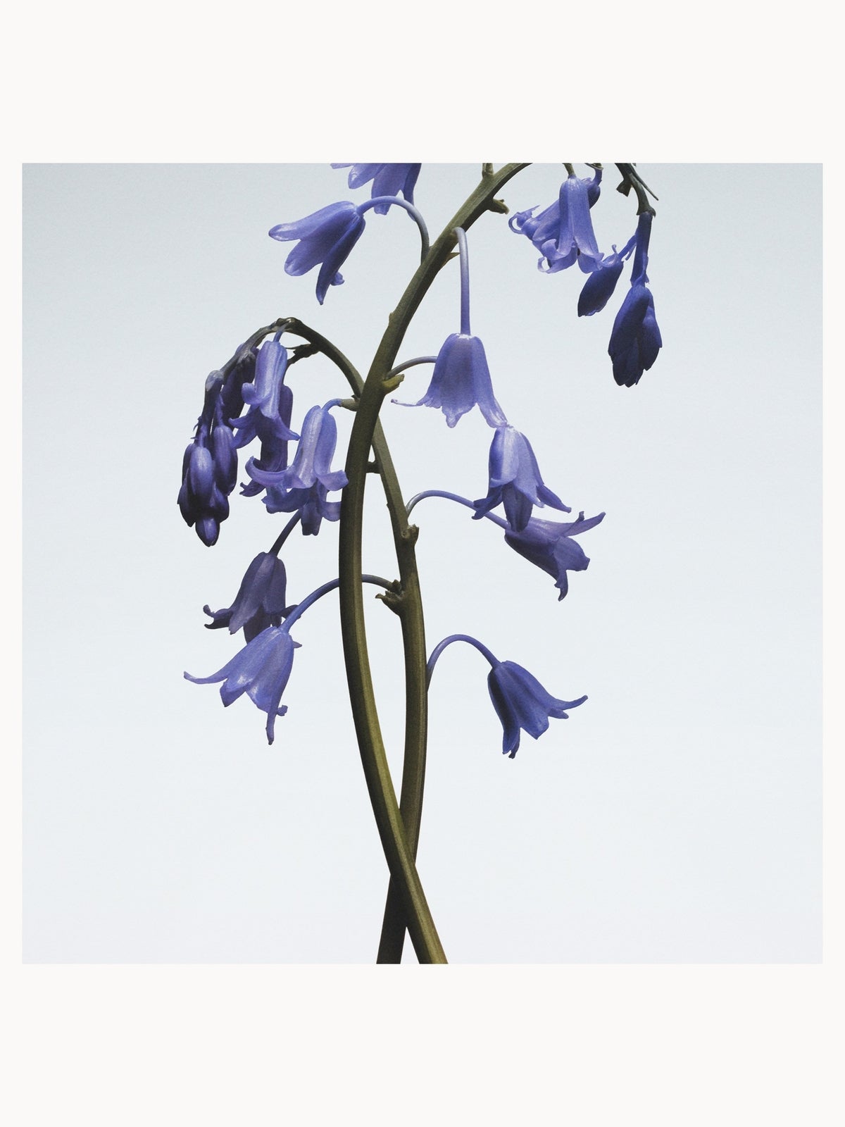 Jo Malone London Wild Bluebell Body Crème 175ml 4