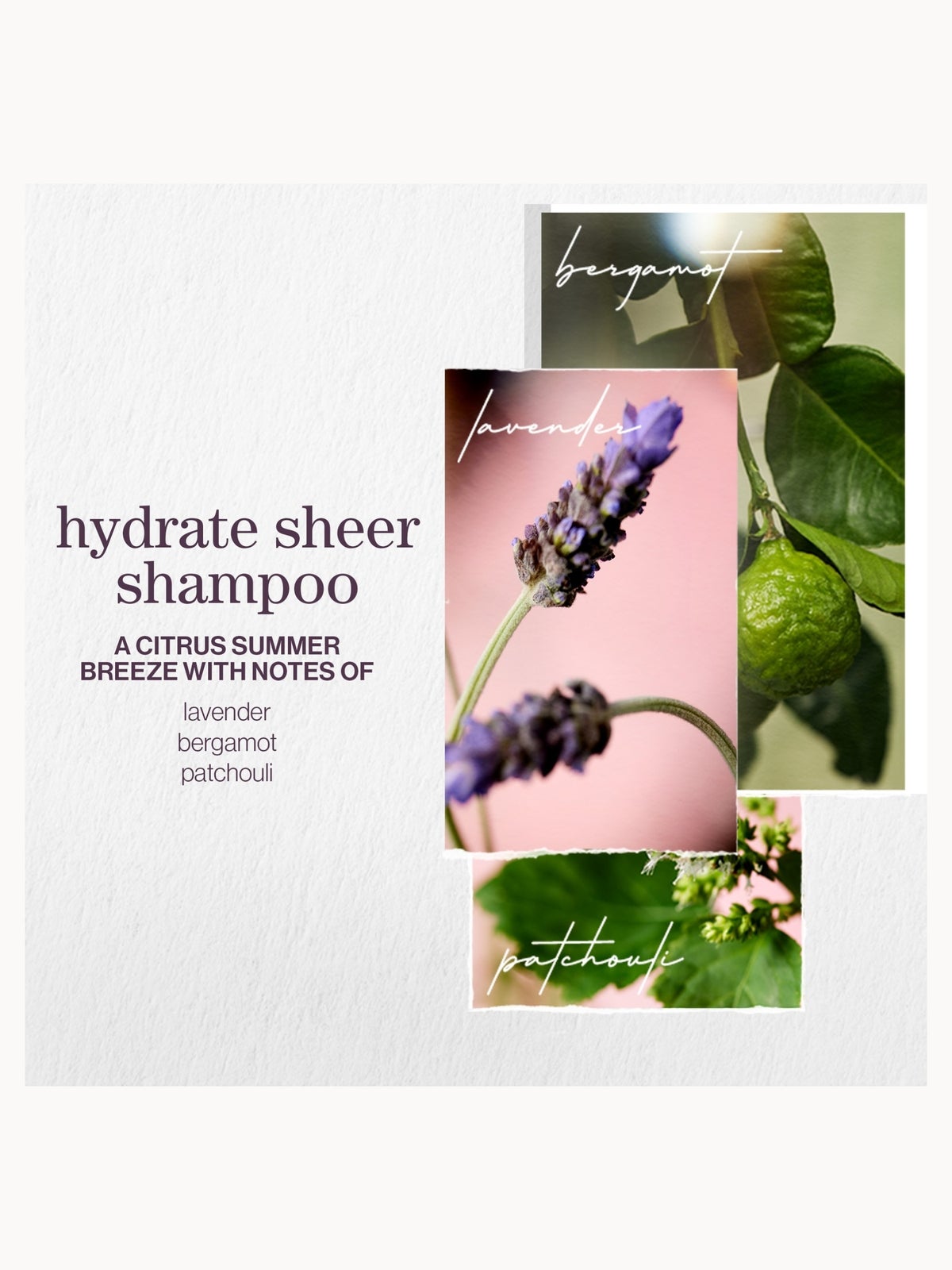Pureology Hydrate Sheer Shampoo 266ml 3