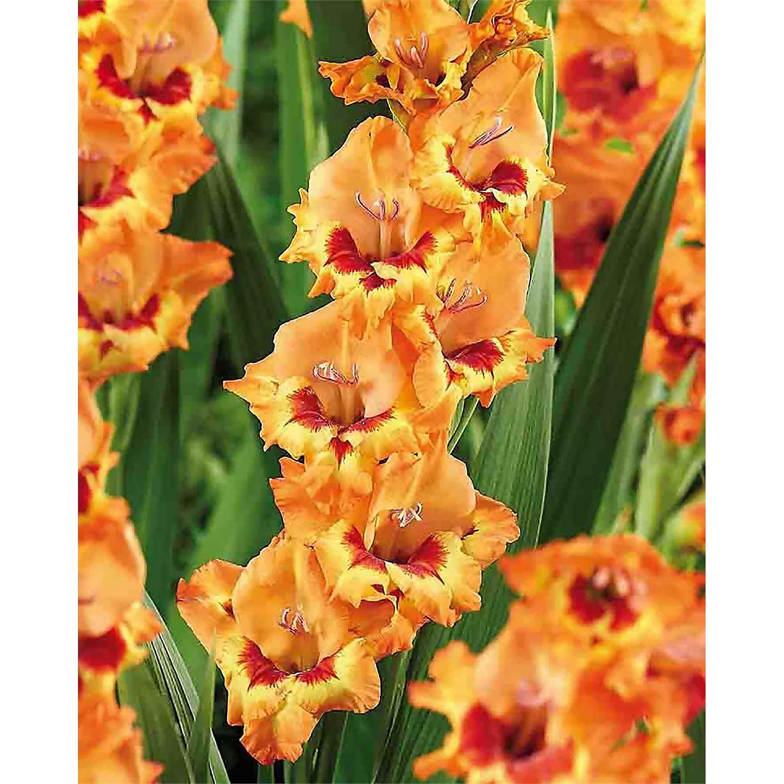 Small Flowering Gladioli Alice Homebase