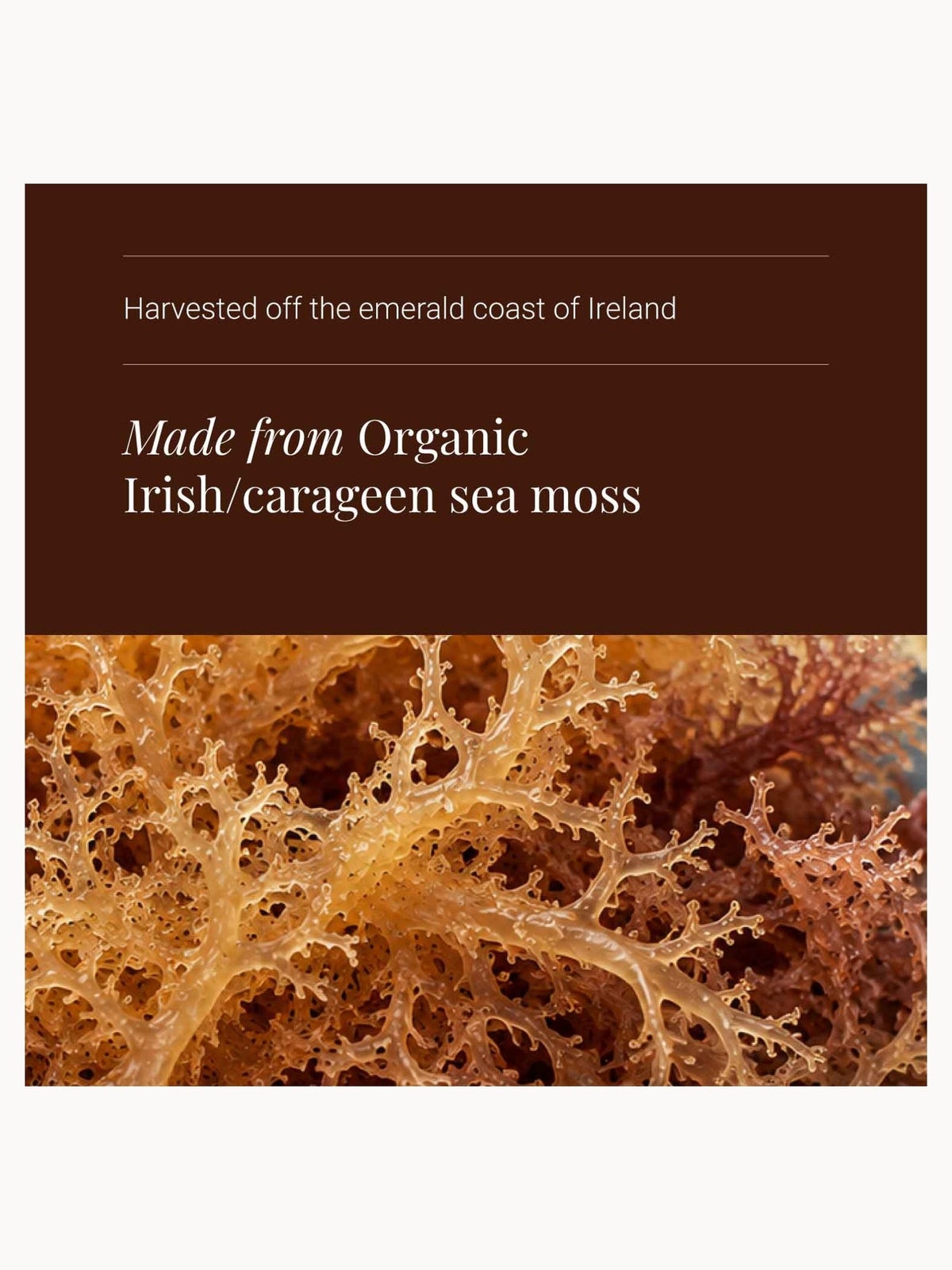 KIKI Health Organic Irish Sea Moss 90 Vegicaps, photo 4