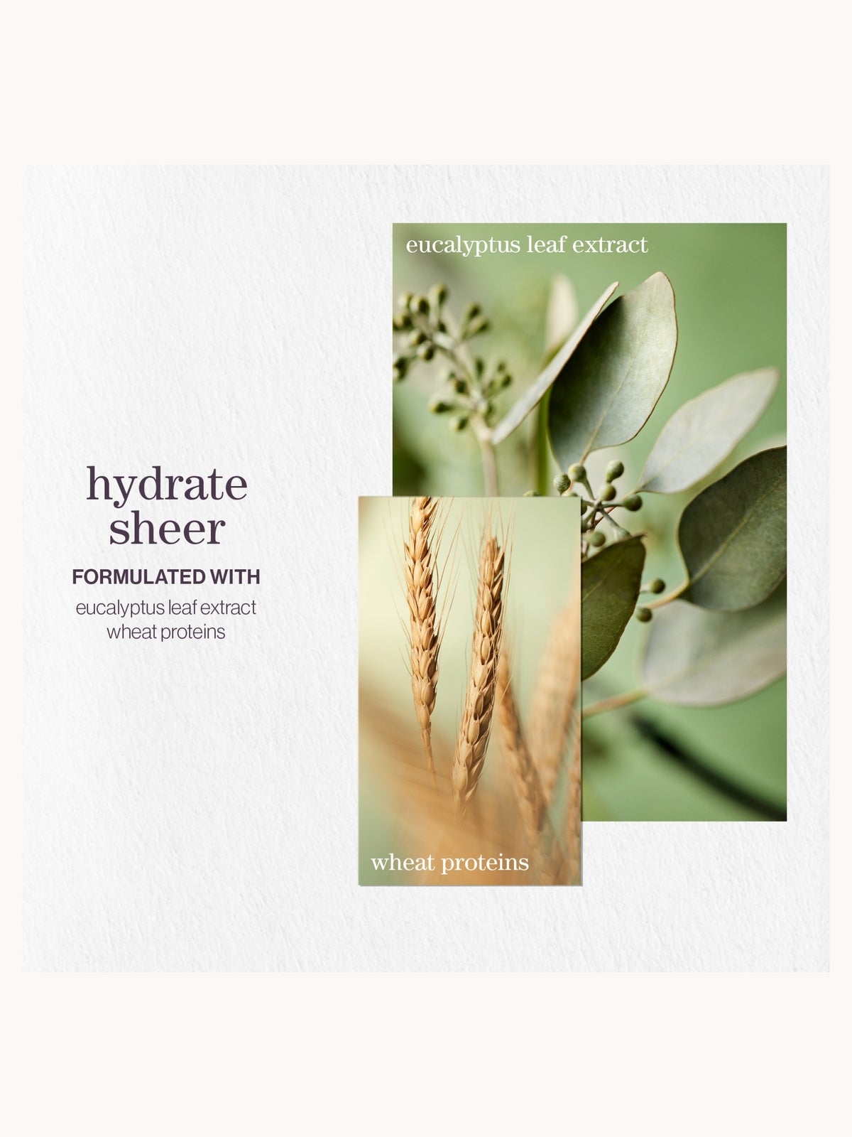 Pureology Hydrate Sheer Shampoo, Conditioner and Color Fanatic Spray Routine for Dry, Colour Treated Hair 4