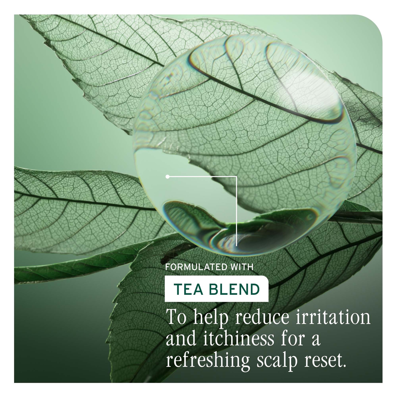 Thumbnail - Biolage Scalp Sync Purifying Scalp Concentrate 200ml