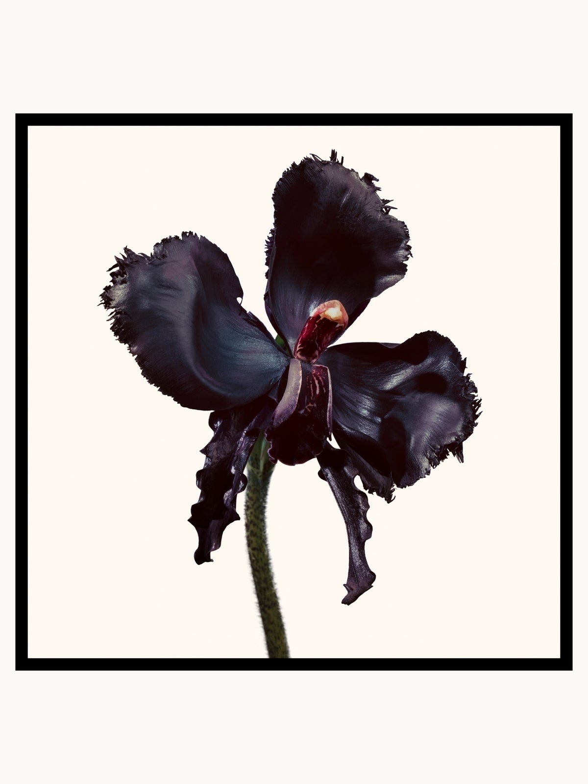 TOM FORD Black Orchid Reserve Eau de Parfum 100ml 2