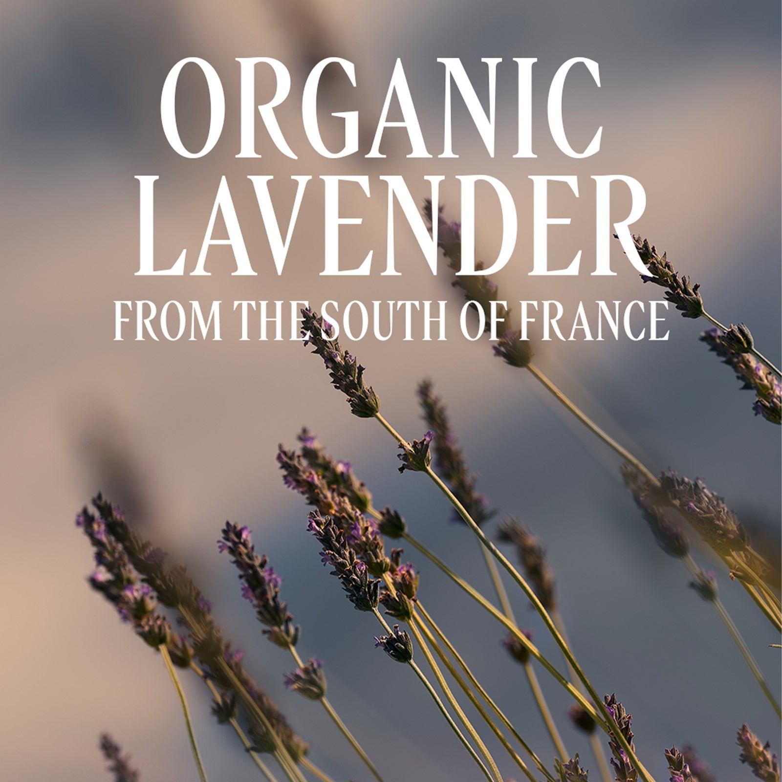 L'Occitane Lavande (Lavender) Hand Cream 75ml 3