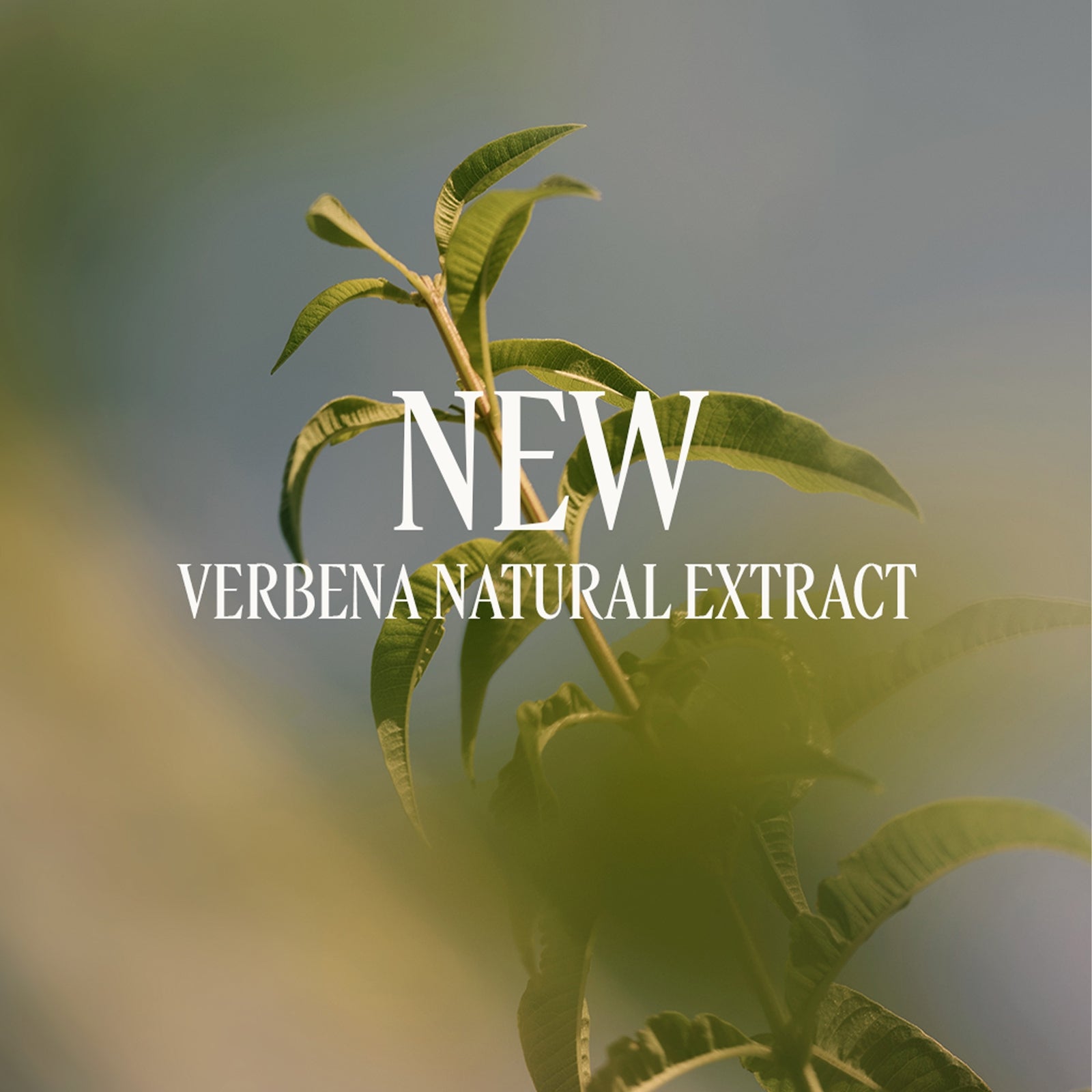 L'Occitane Verveine (Verbena) Hand Cream 75ml 4