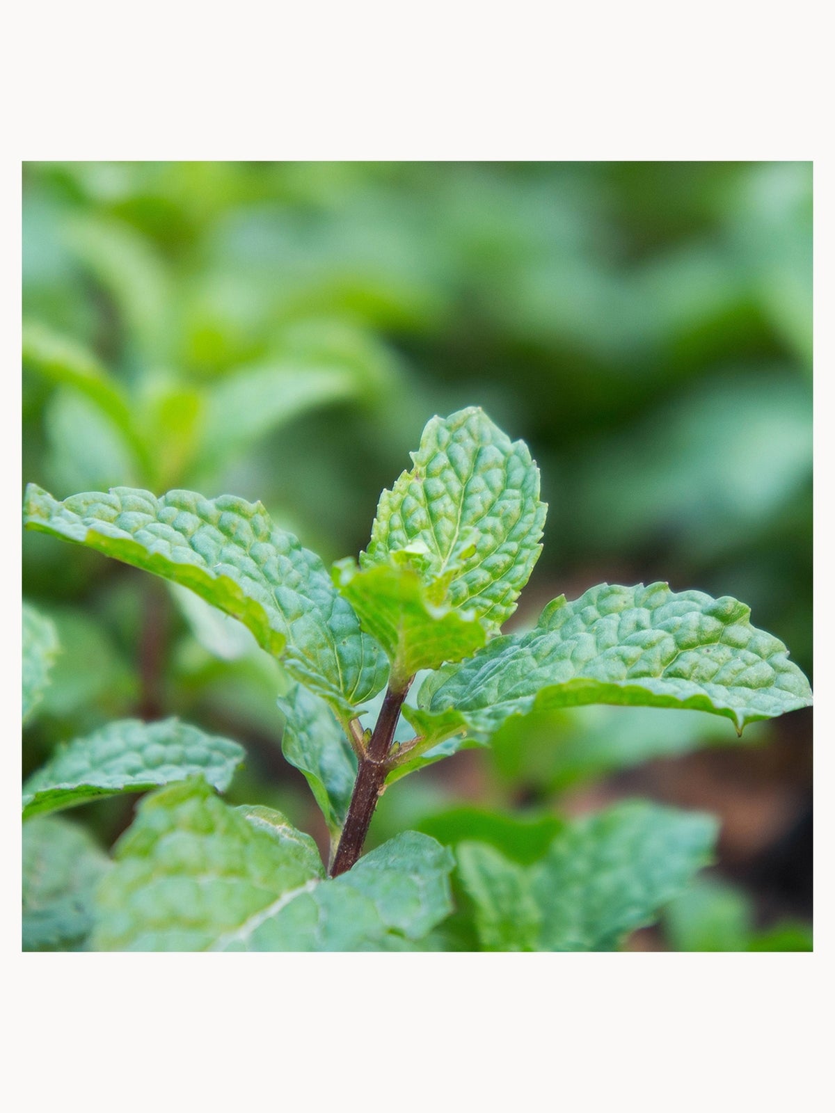 The Body Shop Peppermint Foot Cream 100ml, photo 2