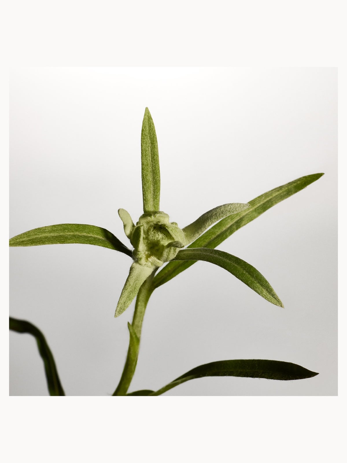 The Body Shop Edelweiss Concentrate 30ml, photo 4