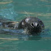 1 Hour Seal Cave Experience for Two Adults