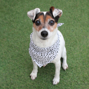 Dalmatian Dog Bandana