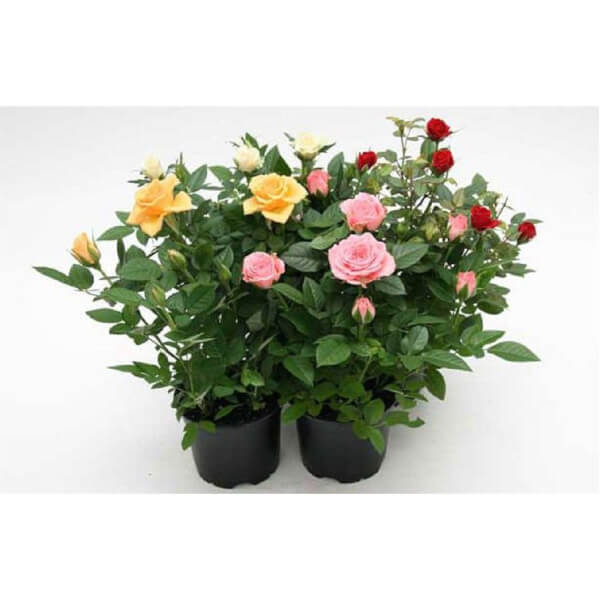 Mini Rose Houseplant 10.5cm Homebase