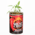 Grow Your Own Ghost Chilli Grow Your Own Ghost Chilli