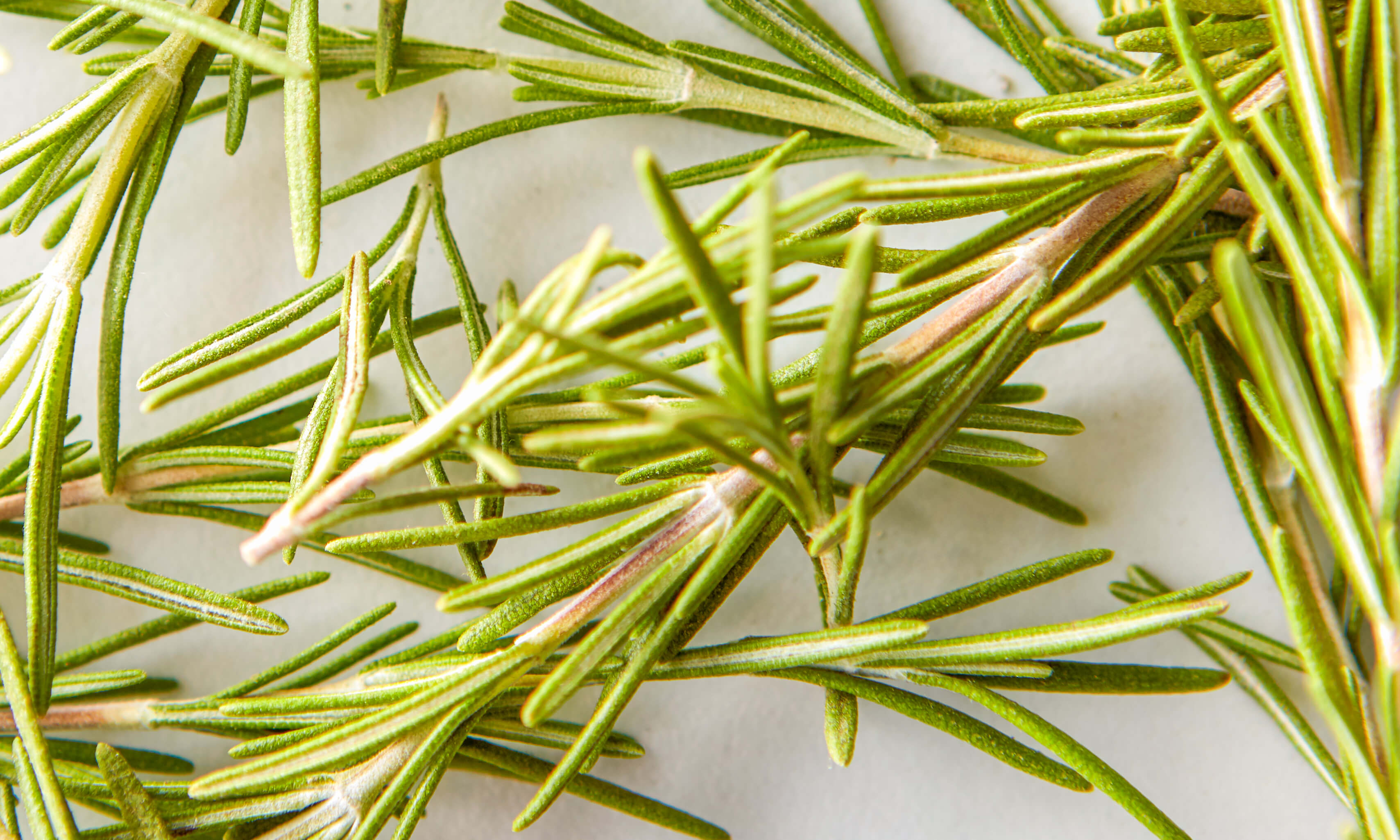 Rosemary Oil Uses & Benefits