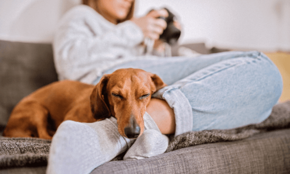 Everything You Need To Know About Dog Pregnancy Purina Beta Breeders,Behr Paint Colors Home Depot