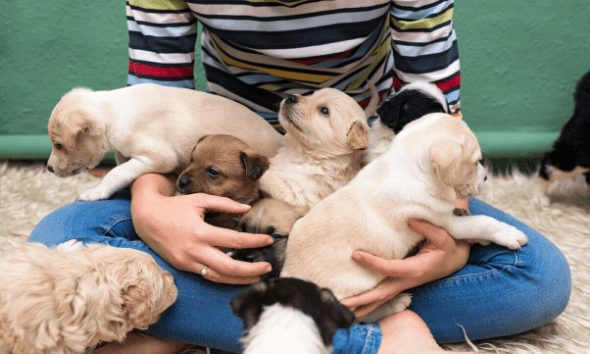 How To Wean Puppies