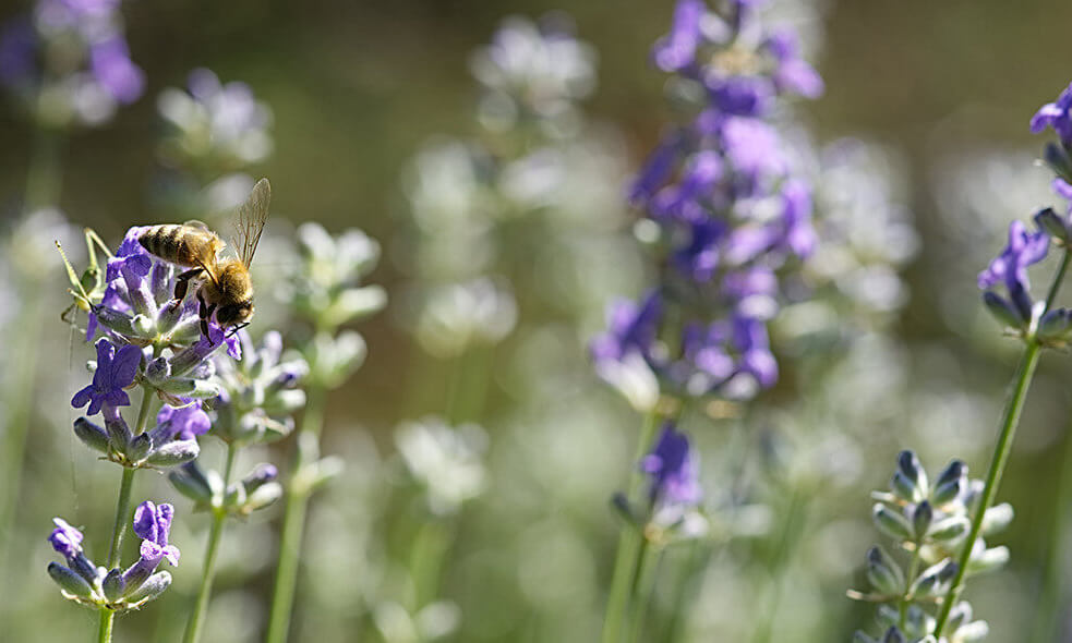 Lavanda