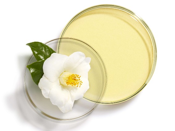 Luxurious white flower in a petri dish