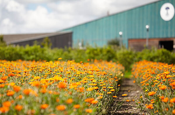 Field of orange flowers